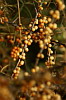 Beeren