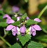 Blüten