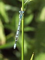 Libelle